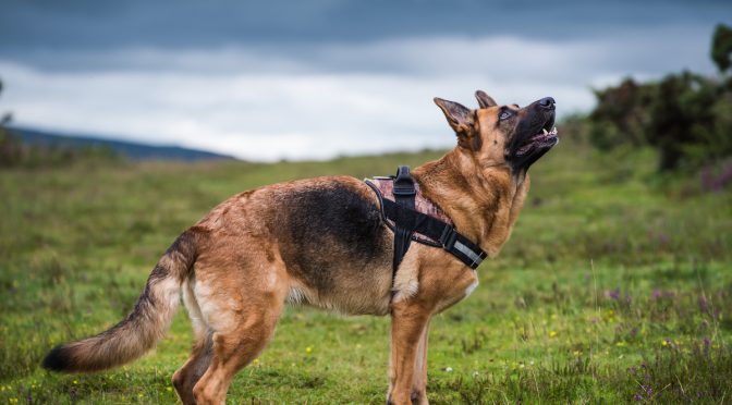 german shepherd dog pose